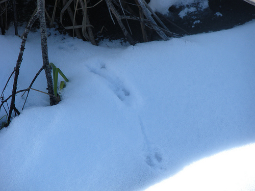 tracks near the ice