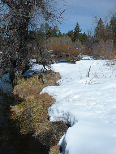 Taylor Creek-Beginning to thaw