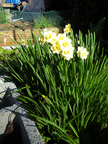Jonquils in the strawberry bed