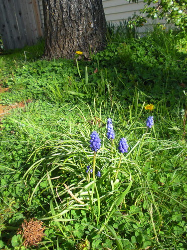 Grape Hyacinths and dandelions