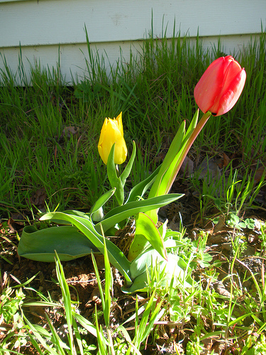 Two blooming tulips