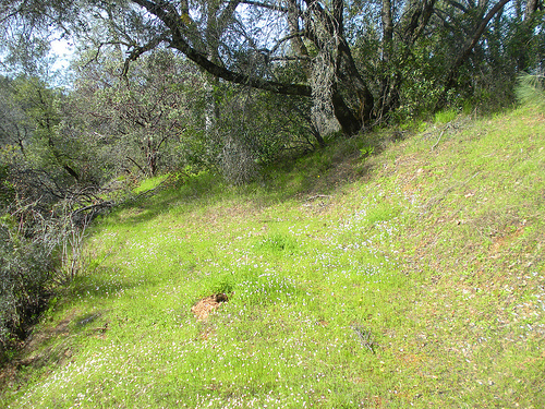 3 15 10 Meadow Views Popcorn flowers (2)