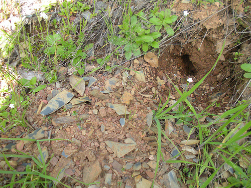 critter hole with excavation