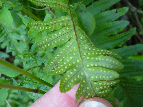 fern backside