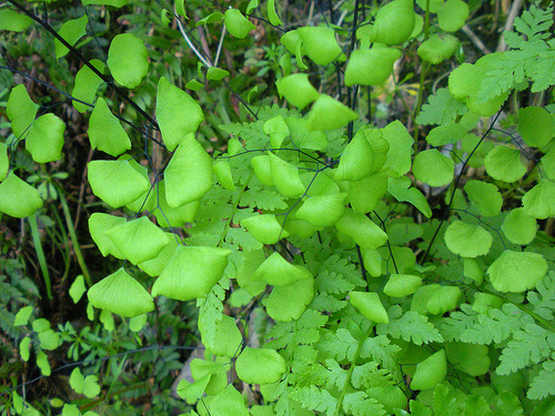 maiden hair fern