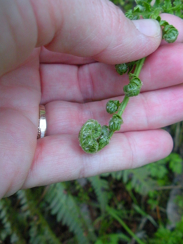 fern unfurling