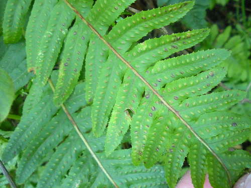 fern frontside