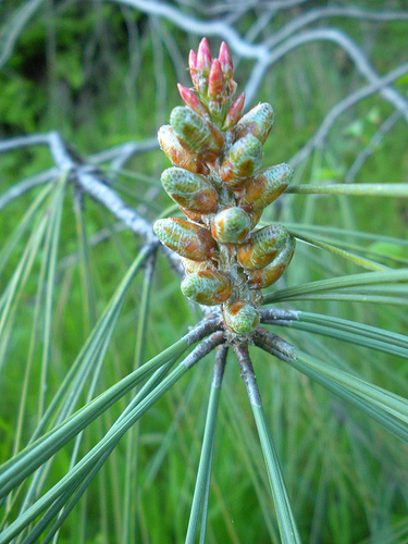 pine growth