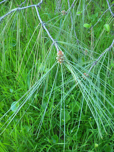 pine needles