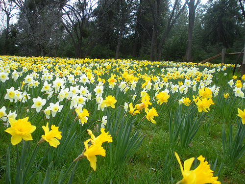 daffodil hill 3