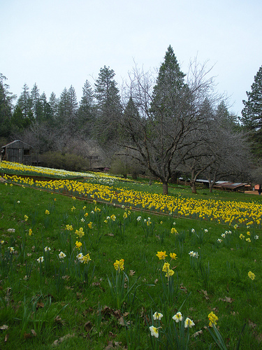 daffodil hill 1