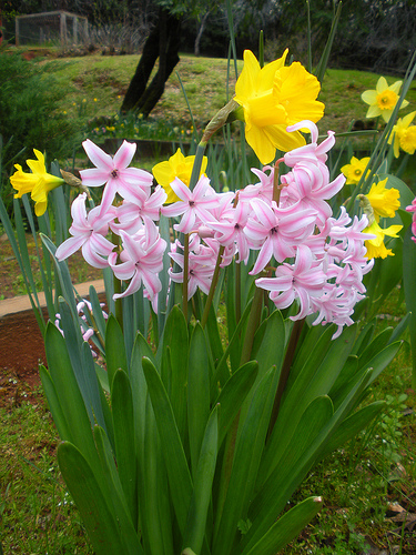 hyacinth and daffodil