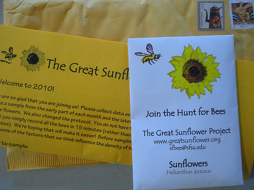 Great Sunflower Project -Seeds