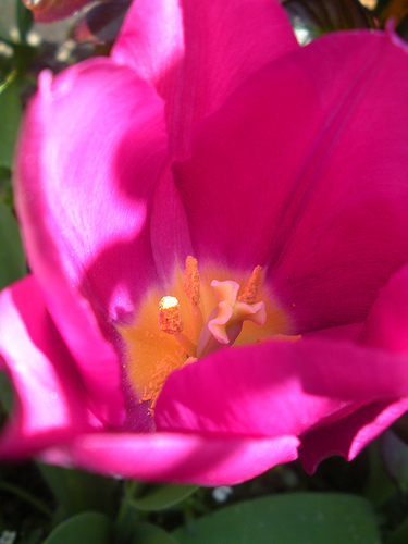 Tulips in Bloom