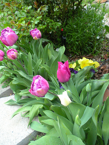 Tulips in a Row