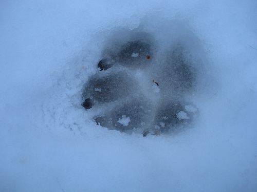 dog print in the snow