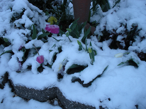 3 31 10 tulips in the snow