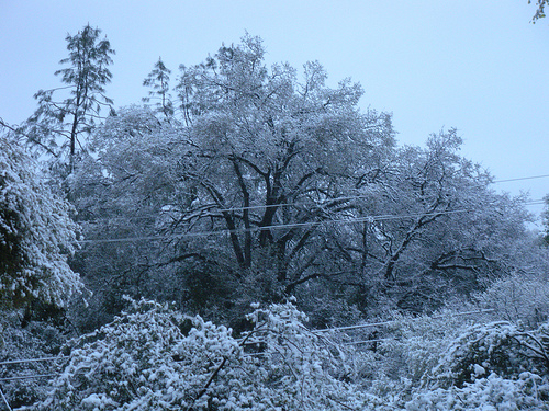 3 31 10 snow trees