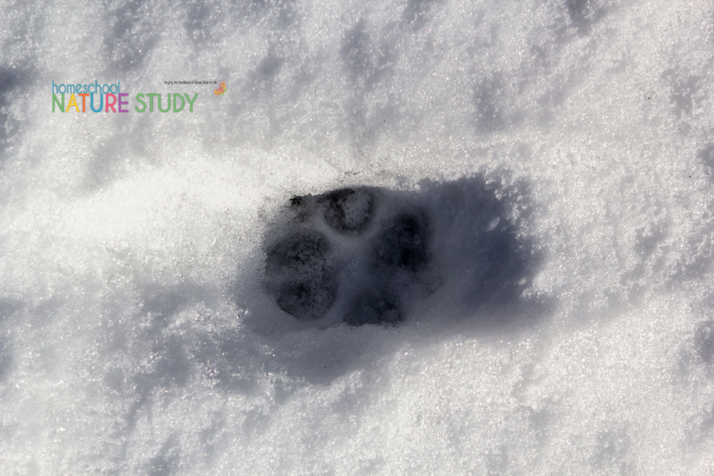 how to find animal tracks in a homeschool nature study