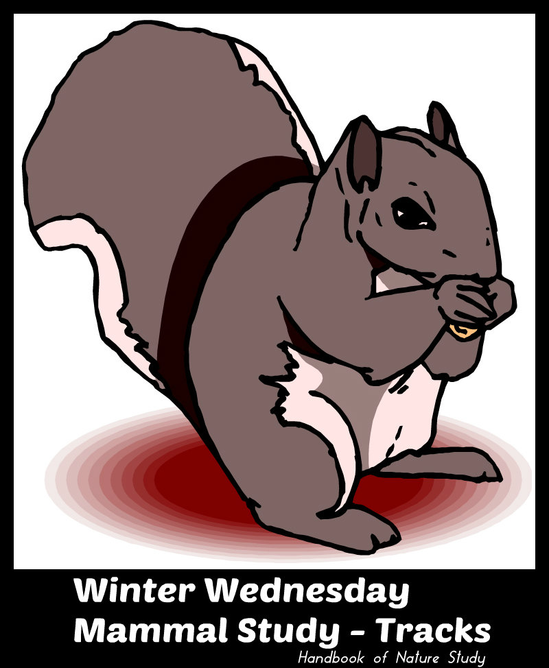 Winter Mammal Study Tracks @handbookofnaturestudy