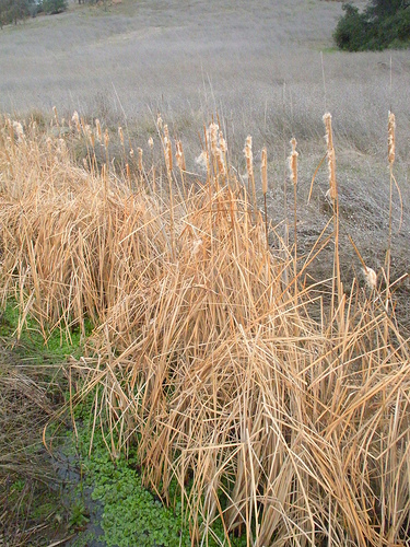 Cronan Ranch 2 Cattails