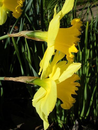 Sideview of Daffodils