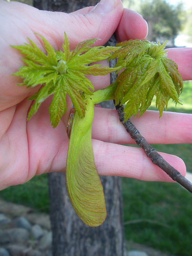 Sweet gum