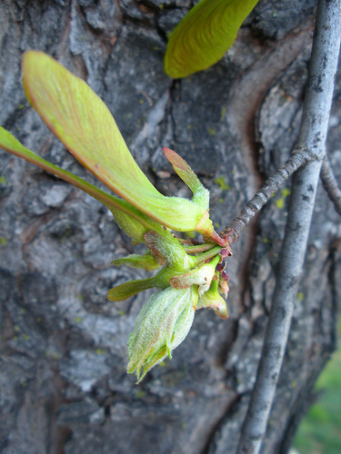 maple seed and leaf