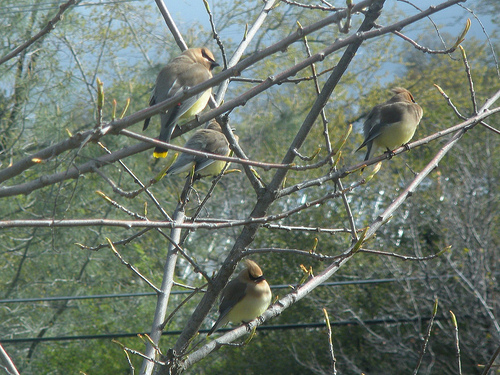 Cedar Waxwings: Yellow tips on the tail
