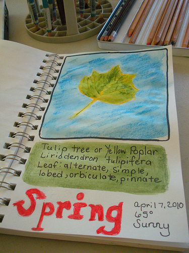 tulip tree finished journal