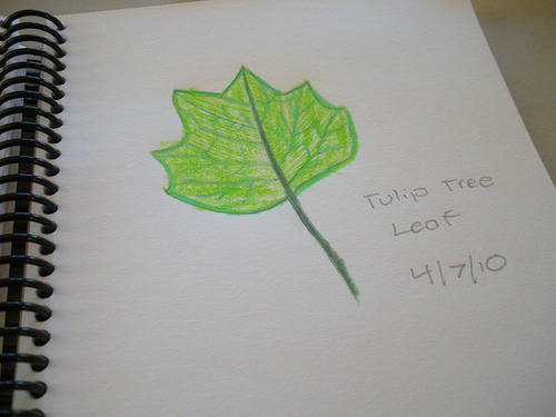 tulip tree finished journal colored pencils