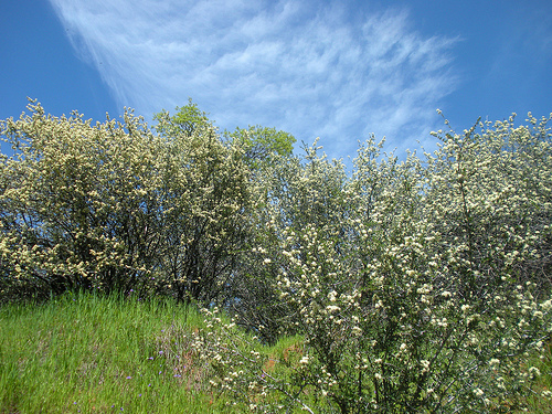 Clouds and white flowered bush