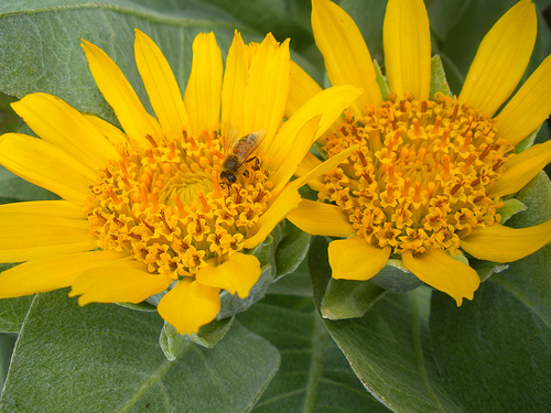 Mule's Ears with a Bee