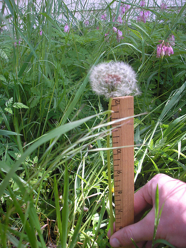 Dandelion measuring