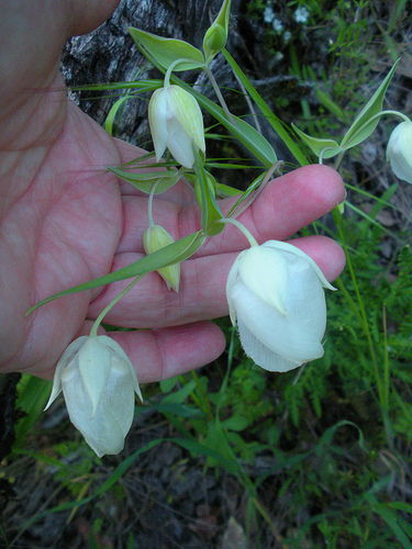 Fairy lanterns