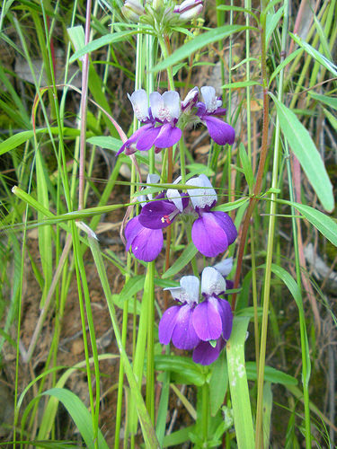 Purple Chinese Houses