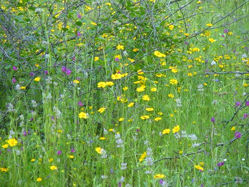 Lots of wildflowers