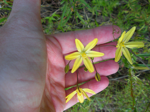 Golden Brodiaea