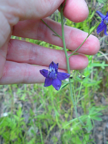 Larkspur