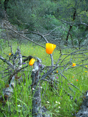 California Poppy