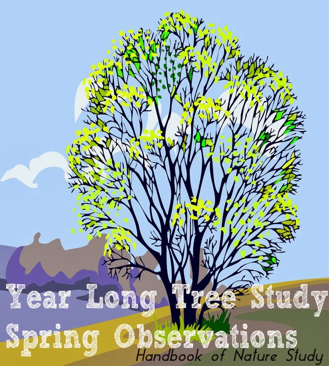 Year+Long+Tree+Study+Spring+@handbookofnaturestudy.blogspot.com.jpg