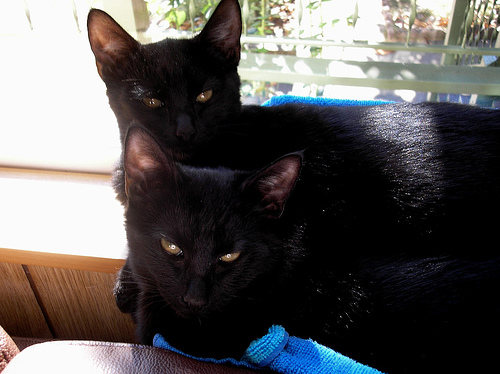 kittens 2006