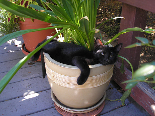 Cat in a flower pot