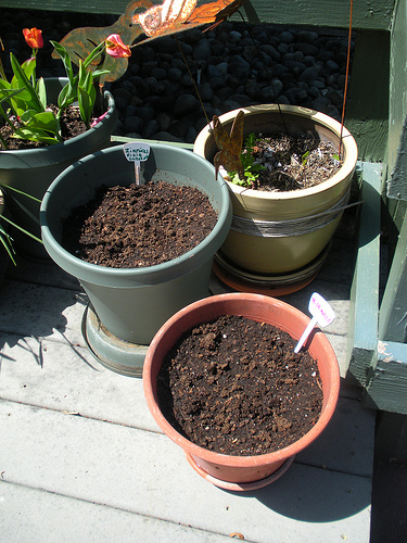 Planting a garden in pots