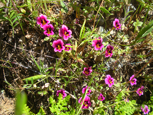 purple monkeyflower