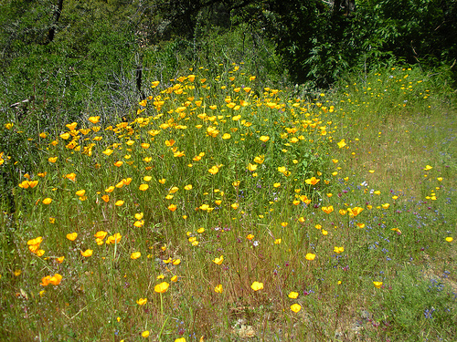 Poppies