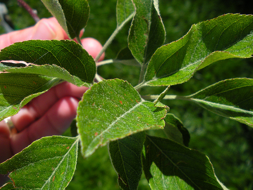 Our tree's leaves-apple