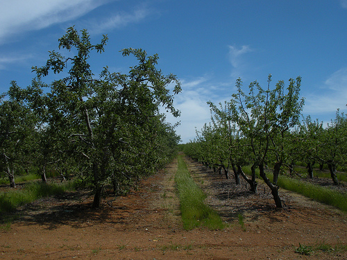 Apple Orchard 2