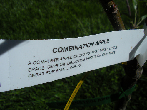 Apple Tree tag