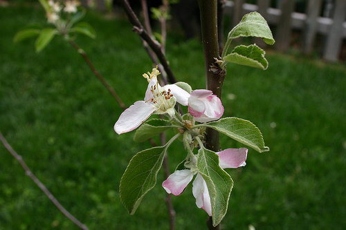 Apple blossoms